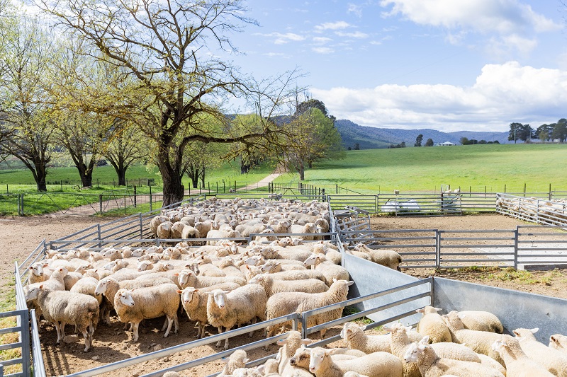 Image of sheep