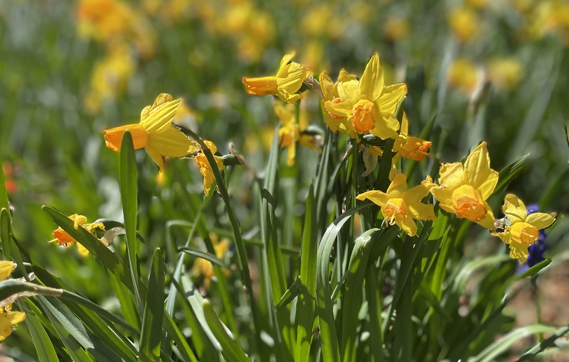 Daffodils