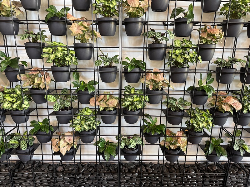 Plant display wall