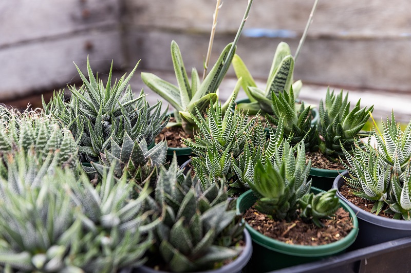 tray of succulent plants