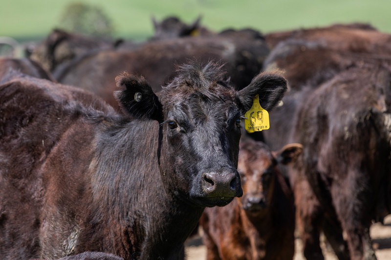 Cows standing in a paddock