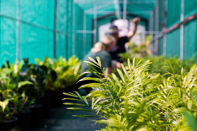 Two people working in green house with luck green leaf plants