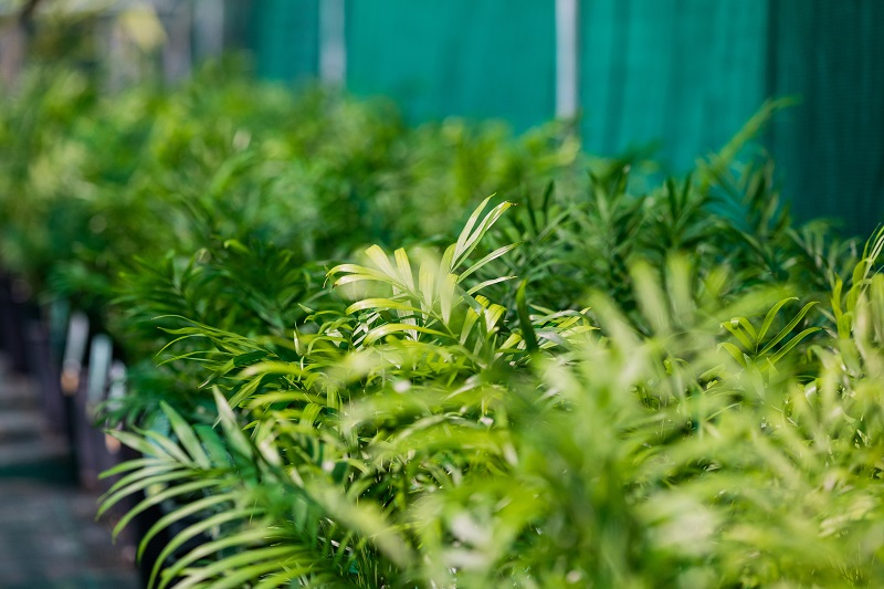 Greenhouse nursery with plants