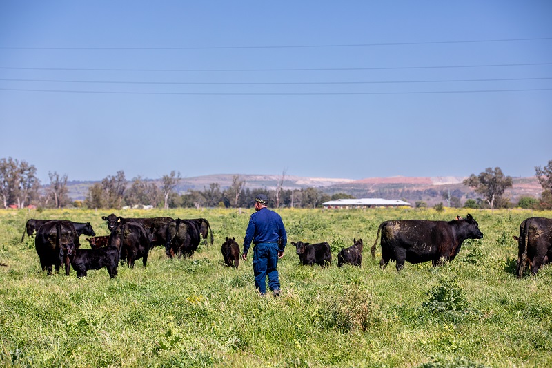 person in a field with cattle